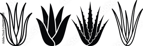 Four black and white minimalist illustrations of various aloe vera and succulent plants
