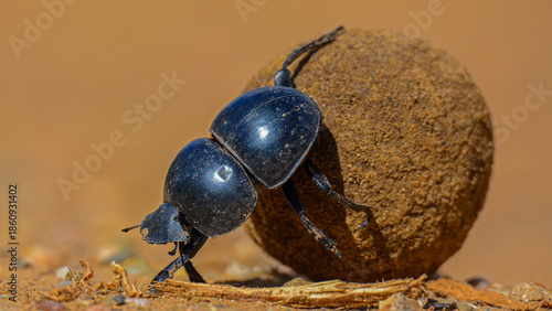 Photos Dung Beetle pushing dung ball