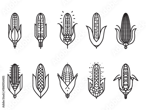 Corn cob fields shine under sunlight