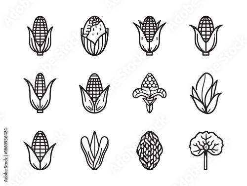 Corn cob kernels glisten in morning