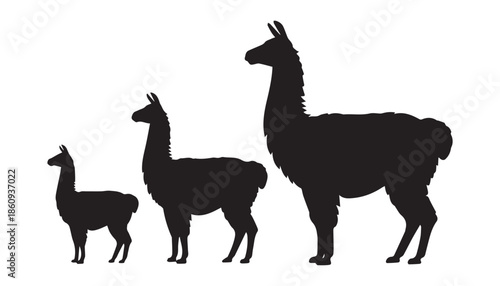 black color Llama set of silhouette vector illustration, solid white background