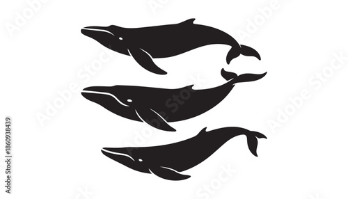 black color whale set of silhouette vector illustration, solid white background