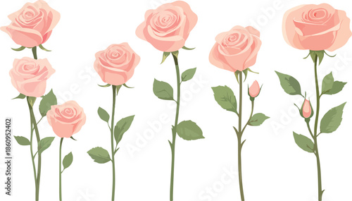 A beautiful bouquet of pink roses with delicate petals and green leaves is isolated on a white background, representing a floral gift of love and romance for a Valentine bloom