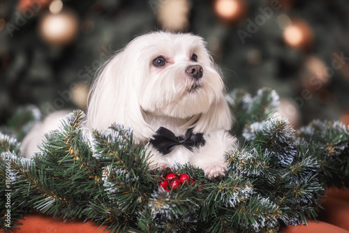 Maltese under the Christmas tree