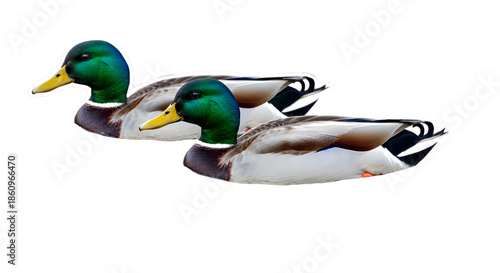 “Pair of Mallard Ducks: Fresh Water Foliage Scene – Realistic wildlife illustration”

