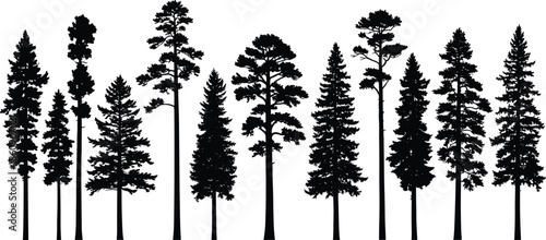 Set of black pine tree silhouettes, coniferous forest plants, tall evergreen nature collection, and woodland landscape vector icons.