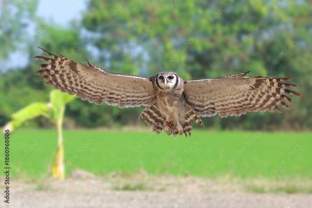 Fototapeta premium A beautiful Verreaux's eagle-owl is flying back to its owner.
