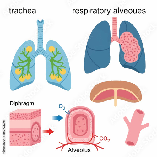 Human Respiratory System Diagram with Lungs and Alveoli Details.