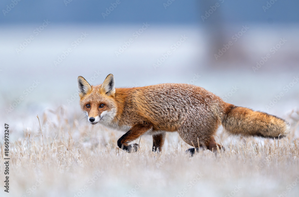 Fototapeta premium Red fox ( Vulpes vulpes ) in winter scenery