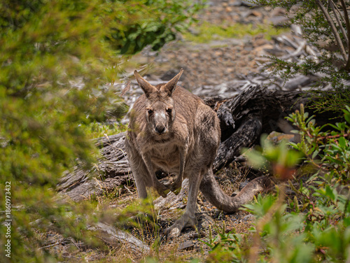 Crouched Grey Forester Kangaroo In The Scrub