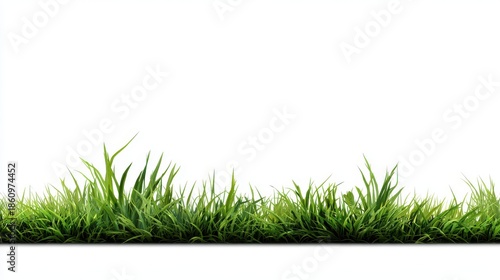 Lush green grass blades growing vibrantly against a clean white background