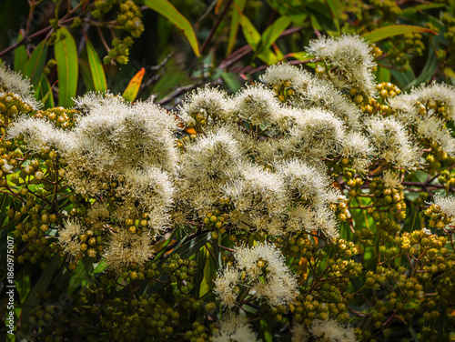 Rusty Gum Tree Flowers And Buds