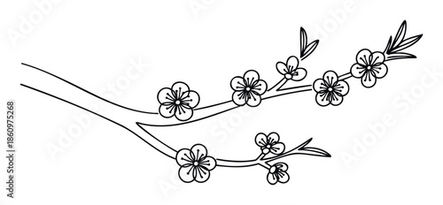 Simple outline drawing of a blooming cherry blossom branch with delicate flowers and young leaves, perfect for spring themed greeting cards, invitations, wedding stationery, or textile