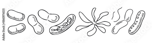 Scientific depiction of various microorganism and bacteria shapes essential for educational biology content and health related medical information graphics