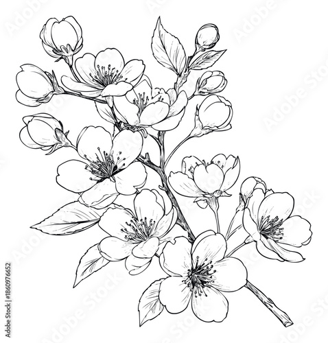 Hand drawn black and white botanical artwork featuring elegant flowering tree branches with open blooms and tender buds for seasonal decor and nature themed graphic projects