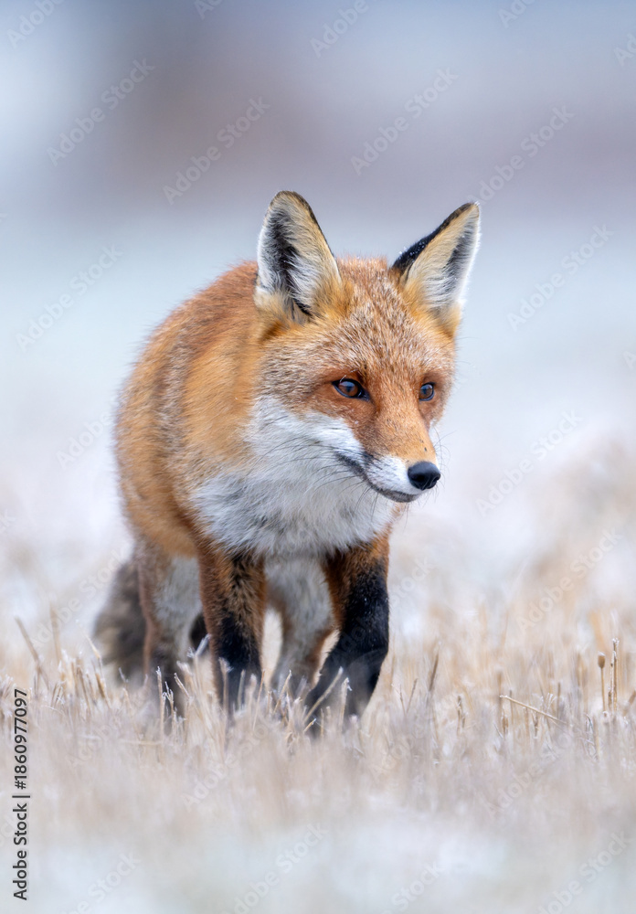 Obraz premium Red fox ( Vulpes vulpes ) in winter scenery