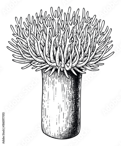 Engraved style black and white illustration of a sea anemone or coral with numerous intricate tentacles for marine biology textbooks and underwater ecosystem projects.