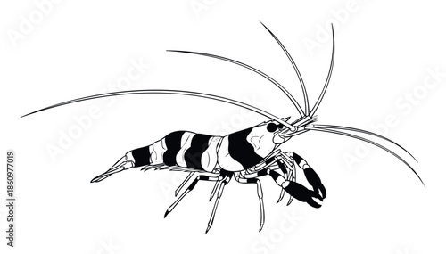 Detailed black and white graphic depiction of a striped ornamental shrimp with long antennae, perfect for aquarium hobbyist blogs, seafood restaurant menus, or educational zoology resources.