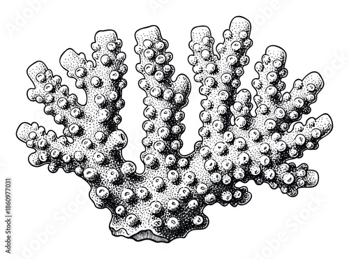 Detailed hand drawn black and white coral branch with a stippling texture perfect for marine biology publications ocean themed graphic prints or nature inspired decorative materials