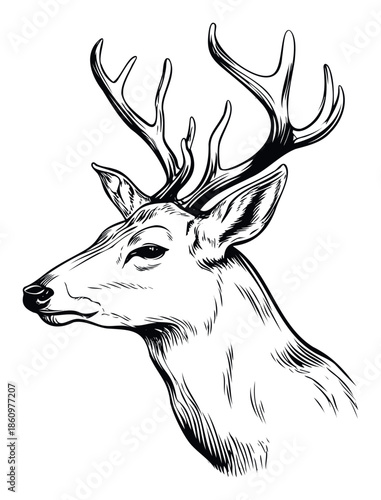 Striking monochromatic drawing of a powerful deers head with large antlers, ideal for various wildlife, outdoor, and hunting related projects.