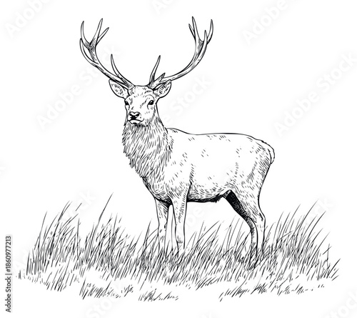 Noble stag with impressive antlers stands serenely in a field of grass, offering a classic wildlife motif for engravings, print media, and outdoor brand identities.