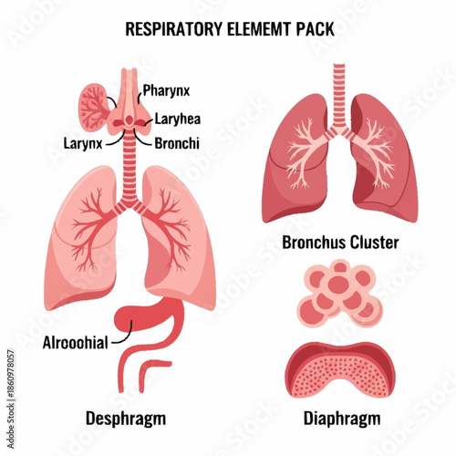 Detailed illustration of human respiratory system components.