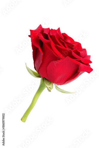 Red rose flower bud. The photo features a bud red rose on a transparent backg...