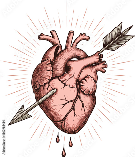 Human Heart Anatomy Drawing