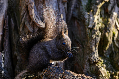 squirrel in the park