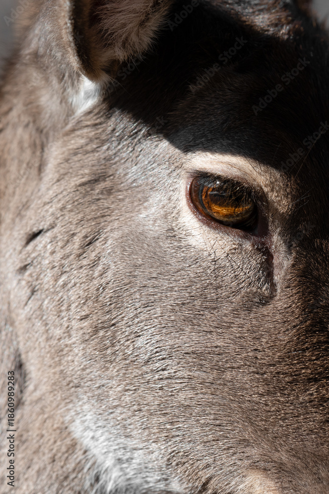 Fototapeta premium Close up view of Fallow Deer eye . Animal concept