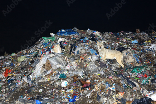 A image of a wild wolf among piles of garbage.
