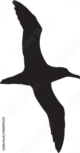 vector silhouette of a bird