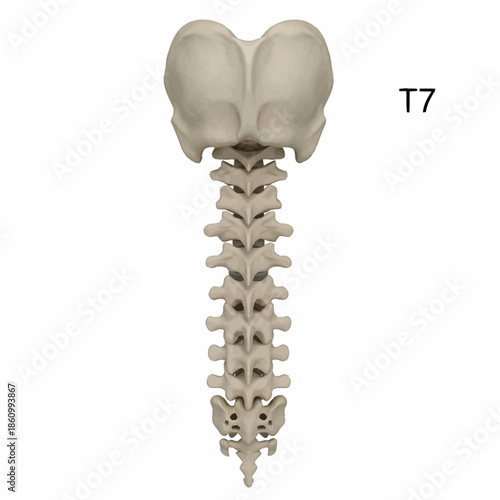 Human spine anatomy with labeled seventh thoracic vertebra.