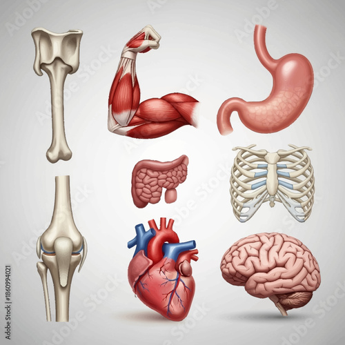 Detailed anatomical illustrations of human body parts including bones organs and brain.