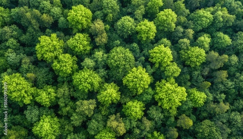 Dense forest canopy from above. Lush green trees (4)