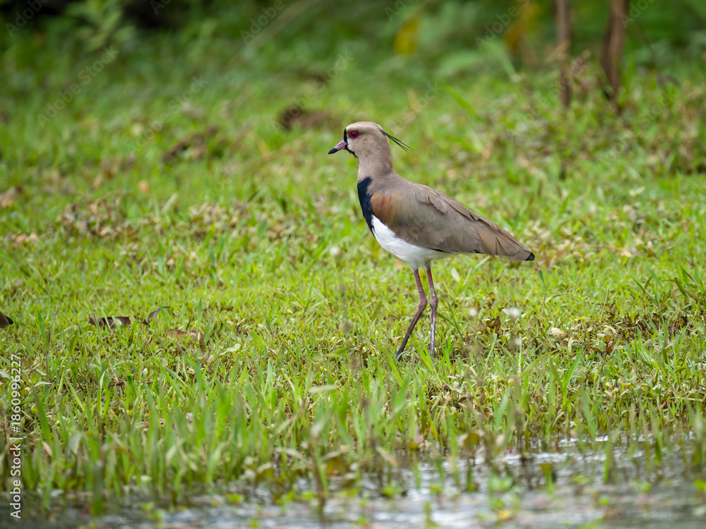 Obraz premium Bronzekiebitz (Vanellus chilensis)