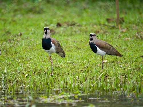 Bronzekiebitz (Vanellus chilensis)