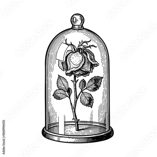 Preserved rose in glass dome with vintage style and detailed illustration  