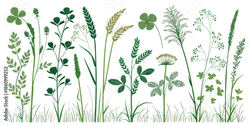 Variety of wild green plants and weeds growing together