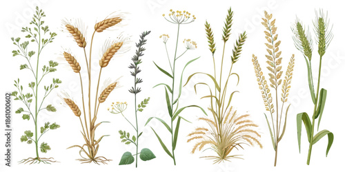 Variety of wildflowers and grasses in a natural setting