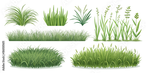 Variety of lush green grass and plants on white background