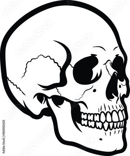 Detailed Human Skull Side View Illustration.