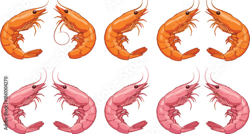 Orange and pink shrimp collection featuring various prawn sizes and positions for seafood restaurant menu healthy marine food and flat vector design.