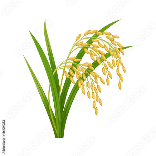Illustration of rice ear with green leaves, isolated on a white background.
