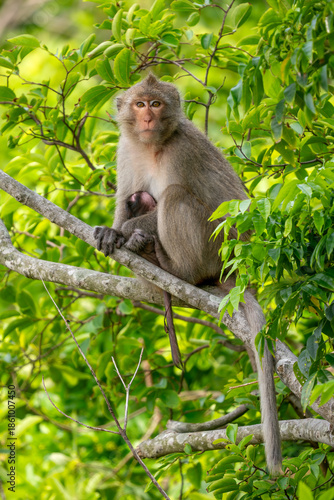 Rhesus Macaque - Macaca mulatta, portrait of beautiful popular primate endemic in Central and Eastern Asian forests and woodland, Vietnam.
