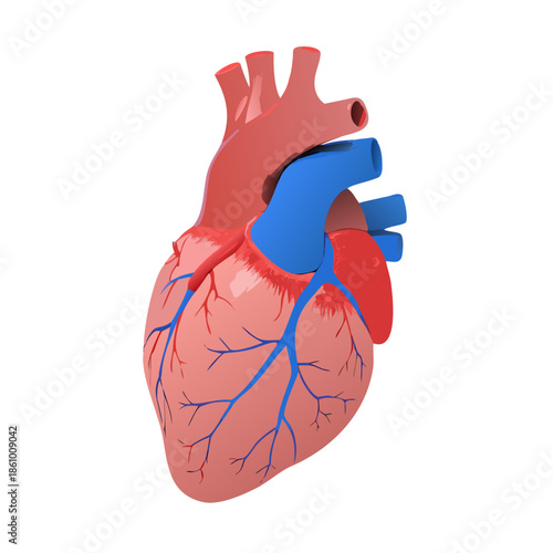 A white vector illustration shows a cartoon human heart anatomy model held by hands in blue gloves isolated on a red background symbol sign