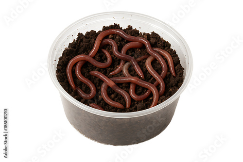 Earthworms in soil cup isolated on transparent background