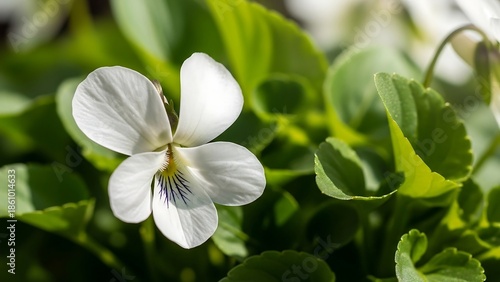 White flower with green leaves background.