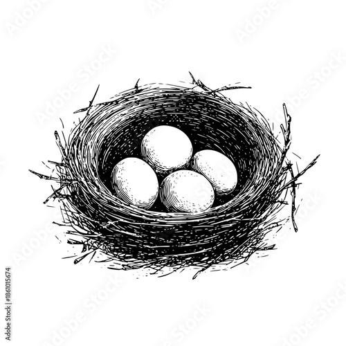Illustration of a bird nest made of twigs containing four eggs in a detailed black and white drawing