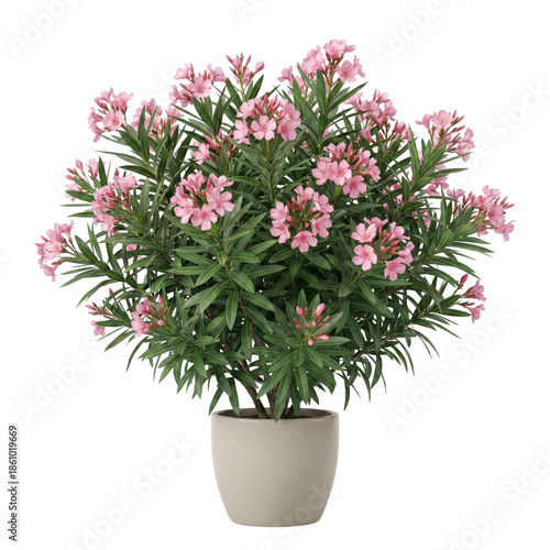 Fotografía Blooming pink oleander shrub in modern beige pot